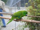 Antipodes Island parakeet