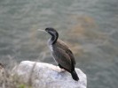 Cormorant at Moeraki Village