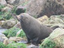 Fur seal, at The Mole, Aramoana