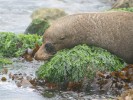 Fur seal, at The Mole, Aramoana