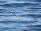 Lesser Albatross from onboard Polaris II