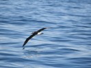 Lesser Albatross from onboard Polaris II