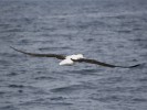 Royal Albatross in flight
