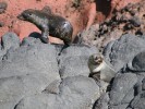 Careful Baby Seal!!