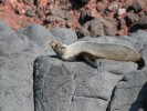 Adult Fur Seal