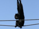 Simang Gibbon 3