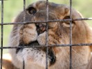 Lion Cage 3