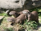 Otters 1