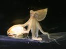 Midget Octopus