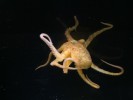 Midget Octopus 2