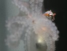 Midget Octopus 1cm Long