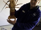 This is a Crayfish