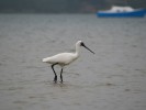 Royal Spoonbill (Other)