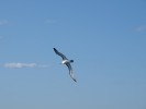 Grey Headed Albatross